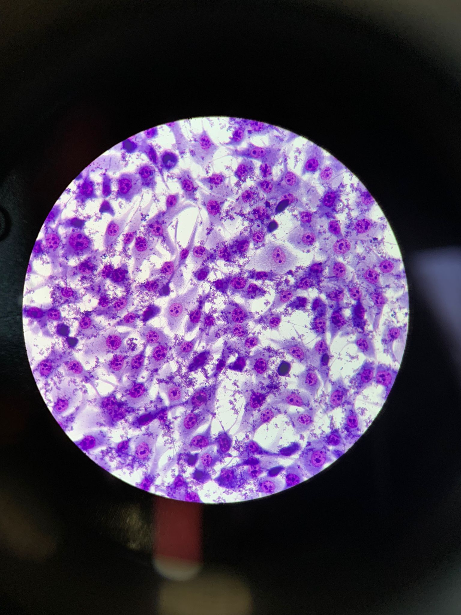 Microscope / laboratory instrumentation